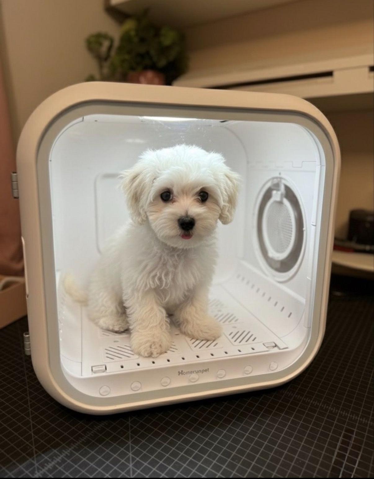 DOGMA® DRIVE CUBE — Tu mascota seca, tranquila y sin estrés en minutos.